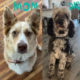F1 Standard Aussie Doodles, Poodle