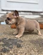 purebred frenchie puppy, French Bulldog