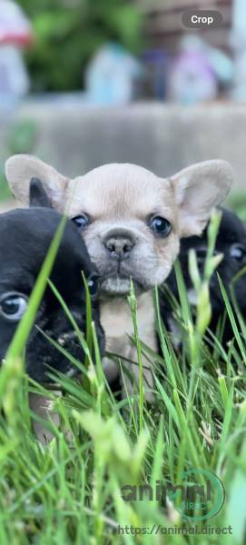 purebred frenchie puppy, French Bulldog