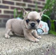 purebred frenchie puppy, French Bulldog