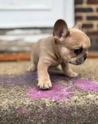 purebred frenchie puppy, French Bulldog