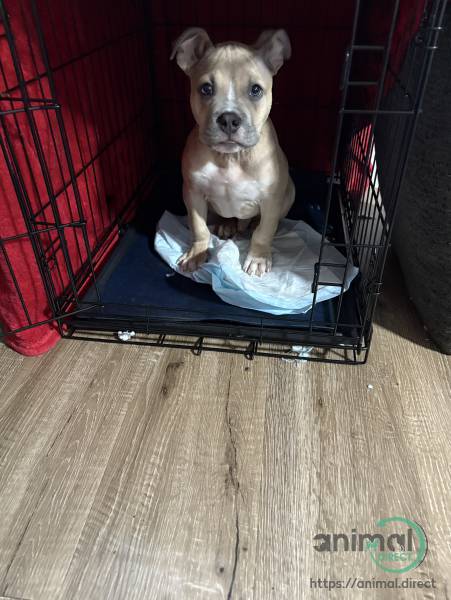 3 month old pocket bully, American Staffordshire Terrier