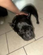 fro, French Bulldog