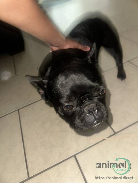 fro, French Bulldog