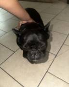 fro, French Bulldog
