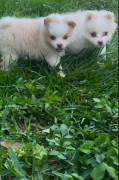 Pomapoo pomeranian/ poodle mix, Mixed Breed