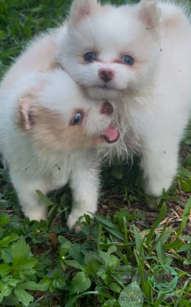 Pomapoo pomeranian/ poodle mix, Mixed Breed