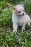 Pomapoo pomeranian/ poodle mix, Mixed Breed