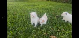 Pomapoo pomeranian/ poodle mix, Mixed Breed