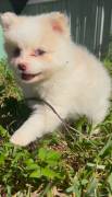 Pomapoo pomeranian/ poodle mix, Mixed Breed