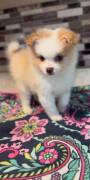 Pomeranian Puppies, Pomeranian