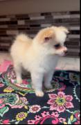 Pomeranian Puppies, Pomeranian