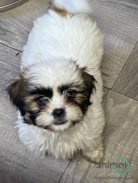 Shih Apso, Mixed Breed
