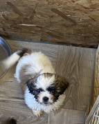Shih Apso, Mixed Breed