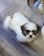 Shih Apso, Mixed Breed