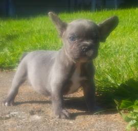 akc male frenchie, French Bulldog