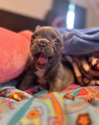 akc male frenchie, French Bulldog