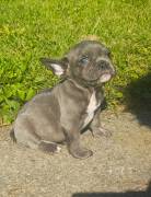 akc male frenchie, French Bulldog