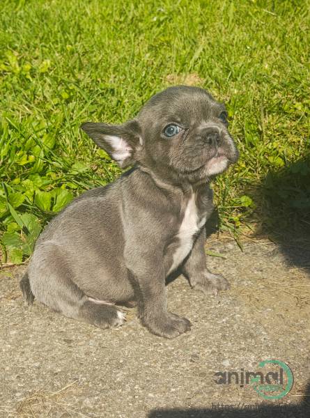 akc male frenchie, French Bulldog