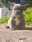 akc male frenchie, French Bulldog