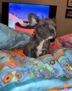 akc male frenchie, French Bulldog