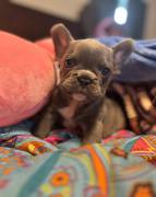 akc male frenchie, French Bulldog