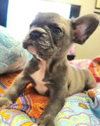 akc male frenchie, French Bulldog
