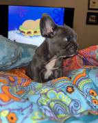 akc male frenchie, French Bulldog