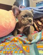 akc male frenchie, French Bulldog