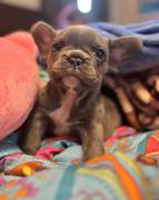 akc male frenchie, French Bulldog