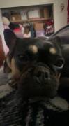 Female frenchie purebreed , French Bulldog