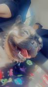 Female frenchie purebreed , French Bulldog