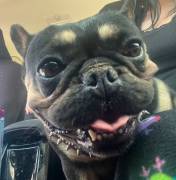 Female frenchie purebreed , French Bulldog