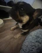 Female frenchie purebreed , French Bulldog