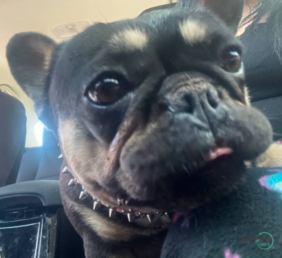 Female frenchie purebreed , French Bulldog