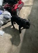 female french bulldog, Mixed Breed
