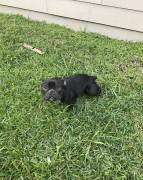 female french bulldog, Mixed Breed