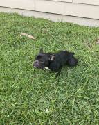 female french bulldog, Mixed Breed