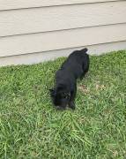 female french bulldog, Mixed Breed