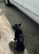female french bulldog, Mixed Breed