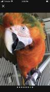 talking Catalina macaw, Other Animals