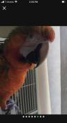 talking Catalina macaw, Other Animals