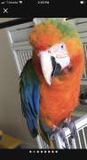 talking Catalina macaw, Other Animals