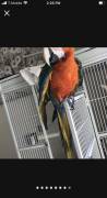 talking Catalina macaw, Other Animals
