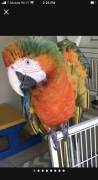 talking Catalina macaw, Other Animals