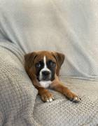 Looking for a loyal companion, Boxer