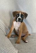 Looking for a loyal companion, Boxer