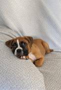 Looking for a loyal companion, Boxer