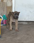 best choice kennels, Cane Corso