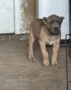 best choice kennels, Cane Corso